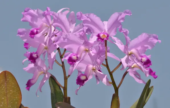 Photo, Flowers, Purple, Orchids
