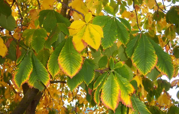 Autumn, leaves, chestnut, Meduzanol ©