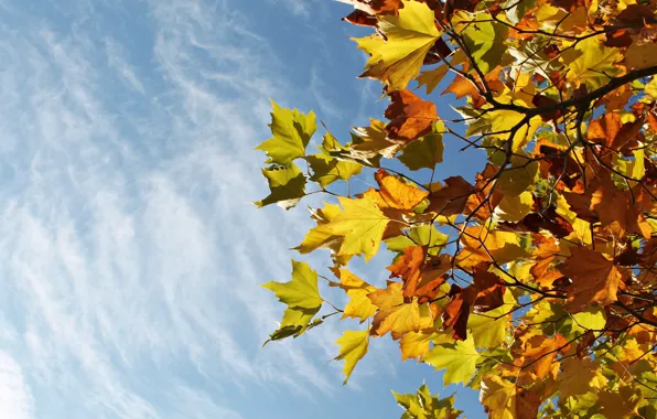 Autumn, the sky, leaves, clouds, branches, tree, foliage, maple