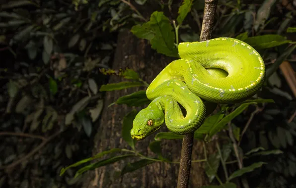 Leaves, pose, tree, snake, branch, Python, green