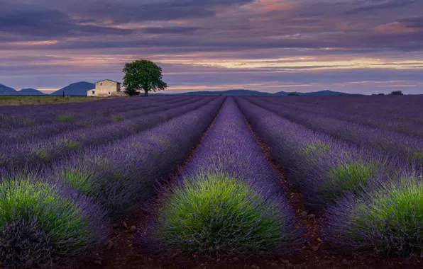 Field, the sky, clouds, flowers, house, the evening, lavender, Provence
