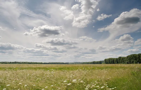 Clouds, flowers, beauty, horizon, space, Bogolyubovo, flood meadow, Sergey Klapishevsky