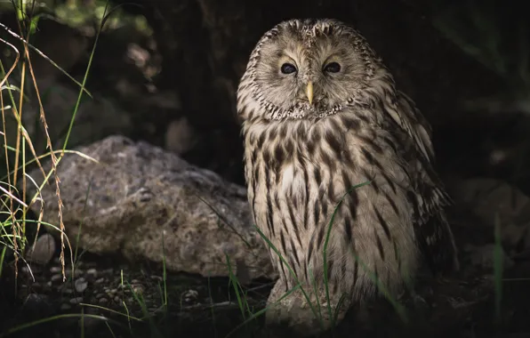 Look, nature, the dark background, stones, owl, bird, portrait, grey