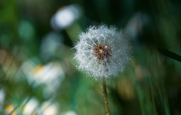 Flower, drops, macro, Rosa, dandelion, fluff, bokeh
