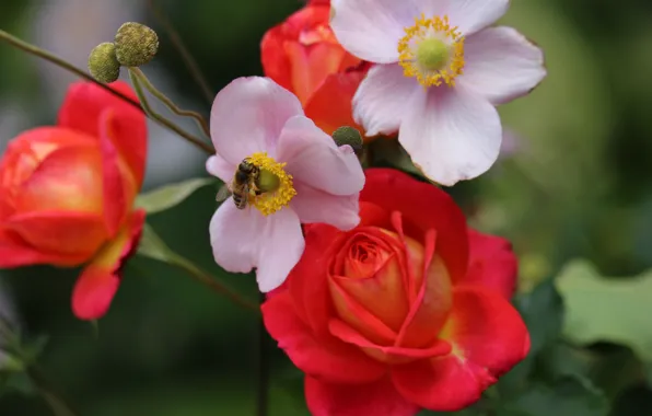 Flowers, bee, roses, garden, red, pink, buds, bokeh