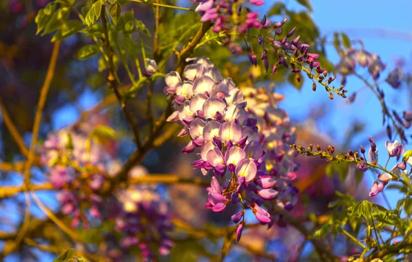 Light, flowers, branches, pink, Wisteria, Wisteria