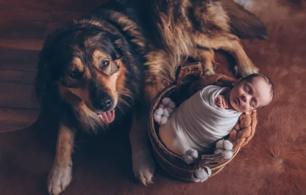 Picture animal, dog, skin, floor, cotton, child, baby, dog