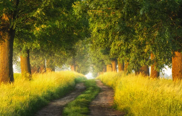 Picture alley, the sun, trees, summer