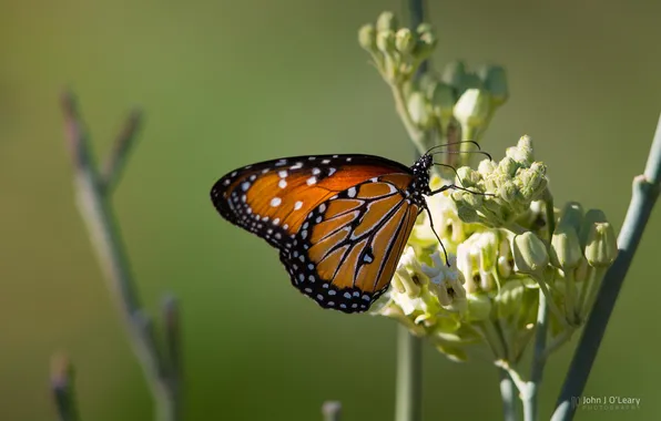 Flowers, background, butterfly, wings, photo by John J Oleary