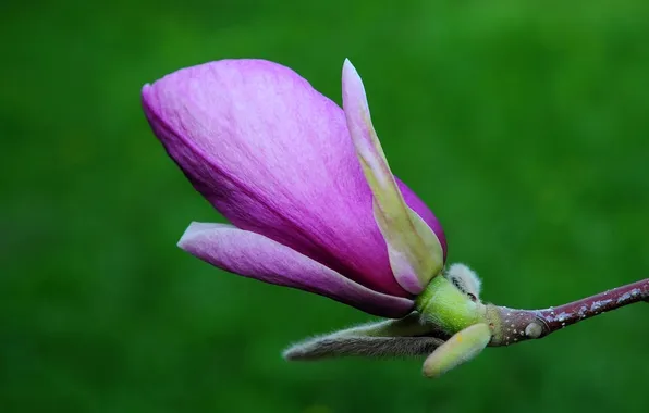 Flower, branch, leaf, Magnolia