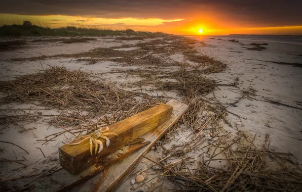 Picture sunset, nature, crab, log