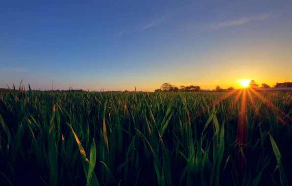 Picture field, the sky, grass, sunset, home