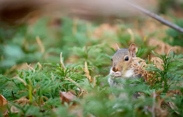 Grass, leaves, protein, bokeh