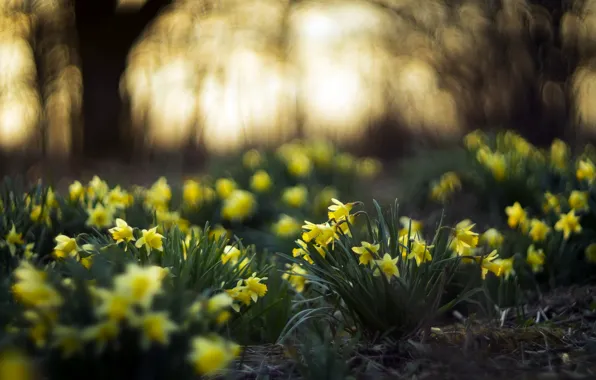 Flowers, nature, spring