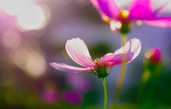 Flowers, glare, pink, kosmeya
