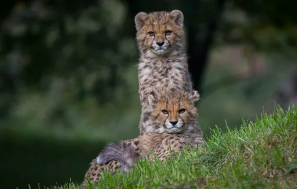 Grass, look, pose, a couple, two, cubs, cheetahs