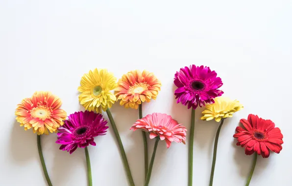 Picture flowers, colorful, gerbera, pink, flowers, spring, gerbera