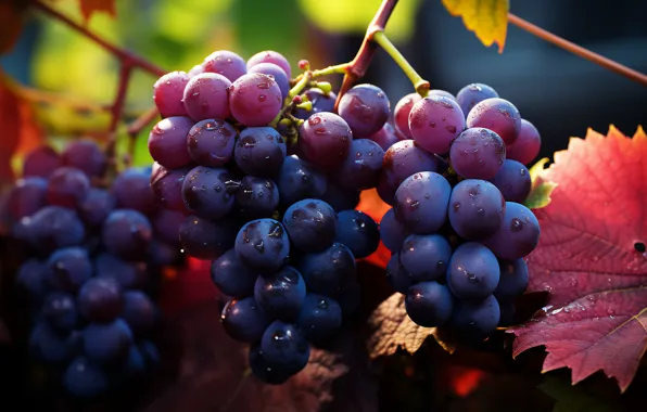 Leaves, nature, harvest, grapes, vineyard, hang, bunches of grapes, bunch of grapes