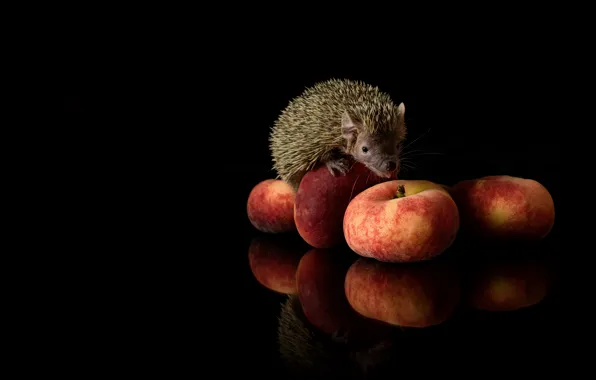 Look, reflection, table, muzzle, hedgehog, fruit, black background, peaches