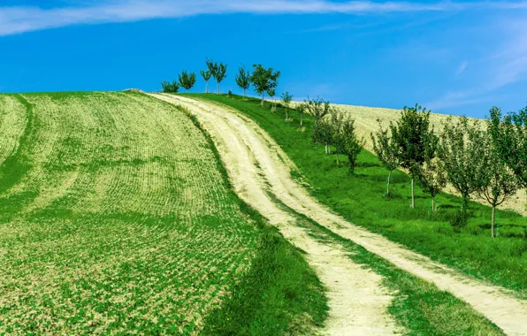 Road, greens, field, the sky, grass, trees, hill, young trees