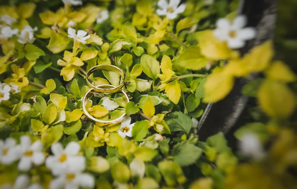 Picture leaves, ring, white petals