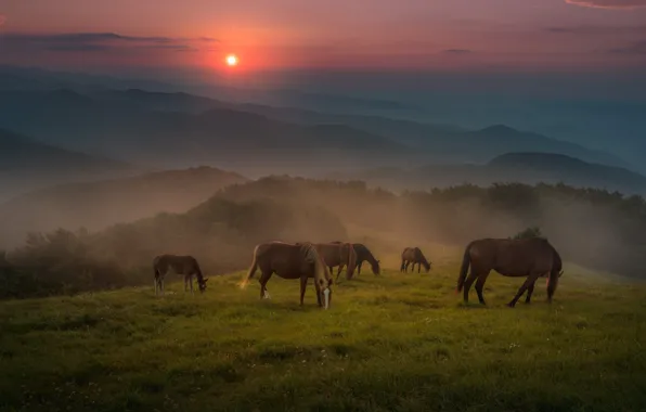 Field, forest, summer, the sky, sunset, mountains, fog, dawn