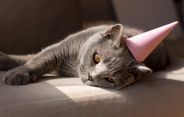 Cat, cat, cap