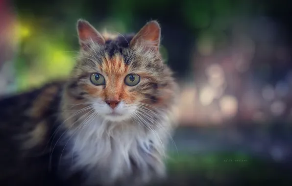 Cat, cat, look, fluffy, muzzle, bokeh, cat