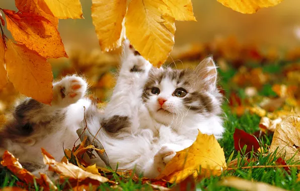 Picture autumn, leaves, kitty, plays