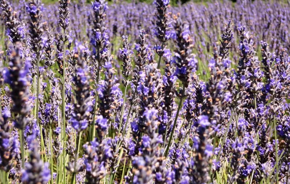Macro, nature, France, Flowers, Field, Purple, Lavender