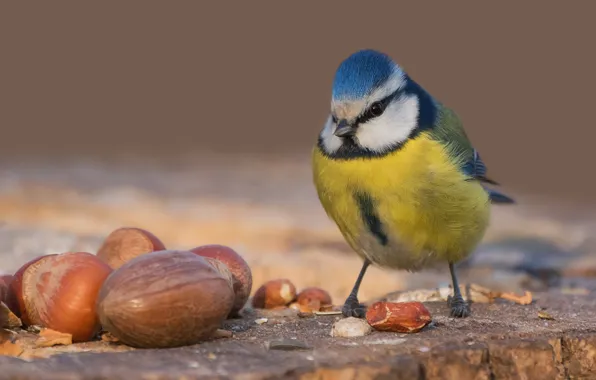 Bird, nuts, tit, blue tit