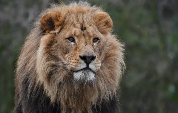 Cat, Leo, Mane, Animal