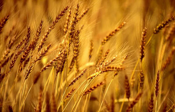 Picture wheat, field, macro, background, Wallpaper, rye, wallpaper, widescreen