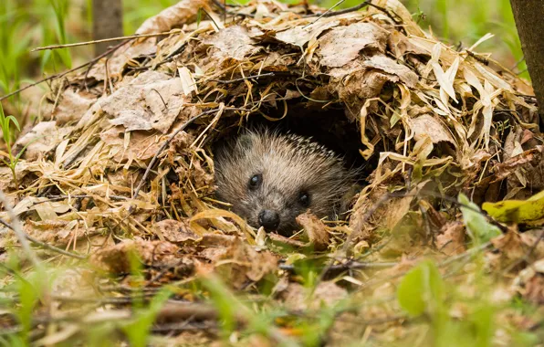 Forest, grass, house, St., hedgehog
