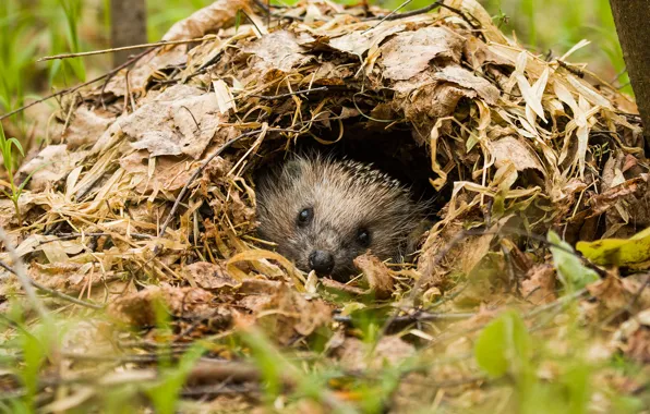 Picture forest, grass, house, St., hedgehog