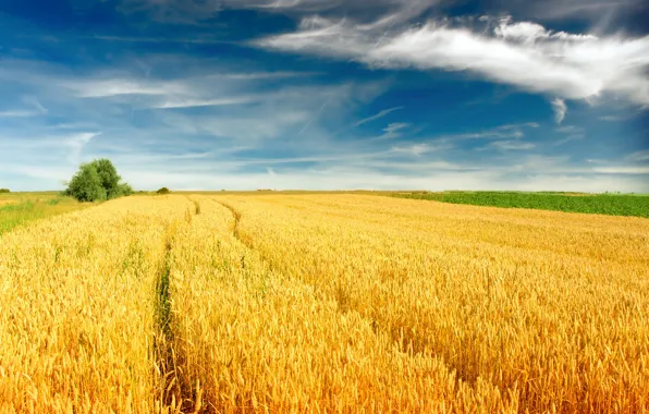 Picture The sky, Nature, Clouds, Field, Ear, Landscape