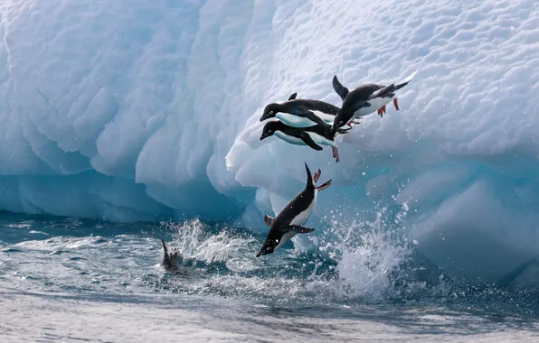 Winter, water, snow, squirt, birds, jump, shore, ice
