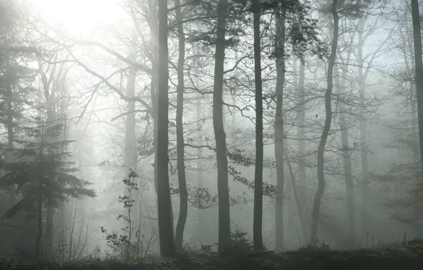 Forest, the sun, trees, nature, fog