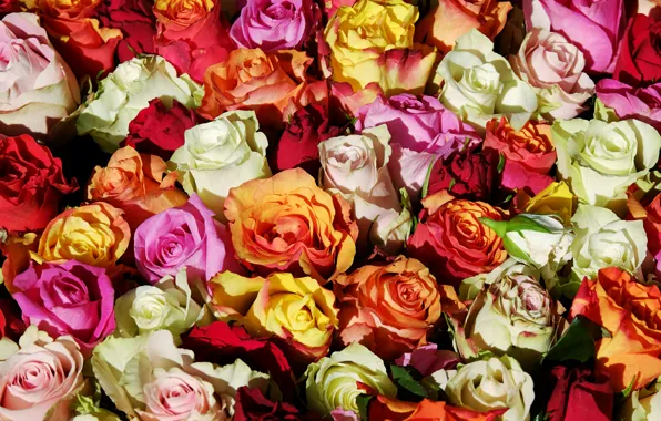 Flowers, roses, bouquet, pink, white, orange, buds, colorful