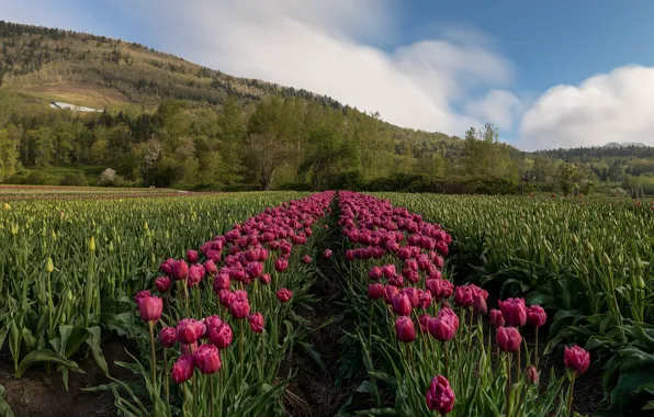 Picture the sky, clouds, drops, flowers, mountains, nature, hills, spring