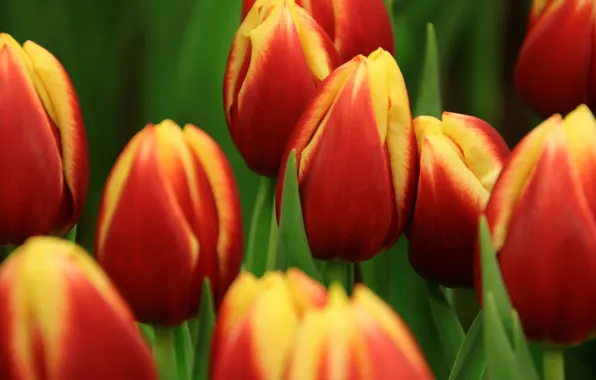 Macro, flowers, tulips, red, buds, flowerbed, yellow, two-tone