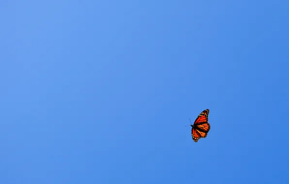 The sky, flight, blue, orange, minimalism, Butterfly