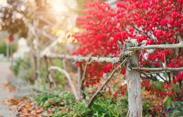 Picture light, red, fence, fall, burning bush