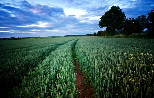 Field, landscape, ears