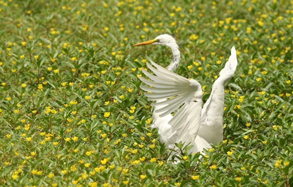Flowers, bird, wings, Great white egret