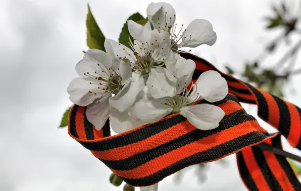 Picture flowers, George ribbon, Victory day