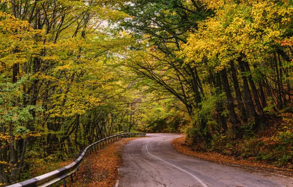 Picture road, autumn, leaves, trees, Park, road, nature, park