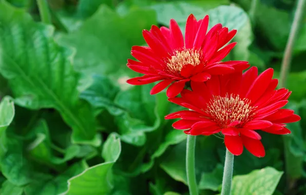 Picture petals, red, gerbera, green background