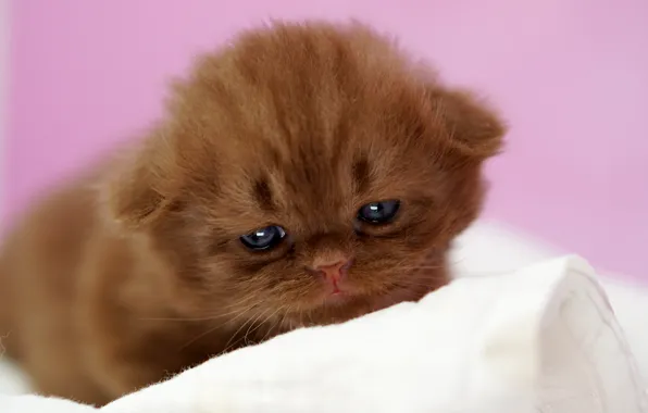 Cat, kitty, baby, face, pink background, British, bokeh, baby