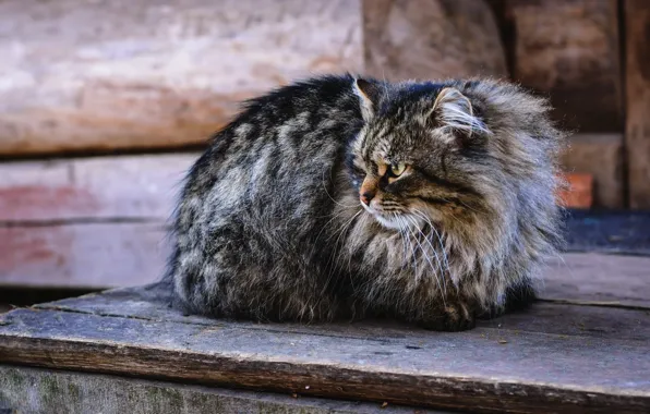 Picture eyes, cat, look, evil, pussy, looks